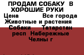 ПРОДАМ СОБАКУ  В ХОРОШИЕ РУКИ  › Цена ­ 4 000 - Все города Животные и растения » Собаки   . Татарстан респ.,Набережные Челны г.